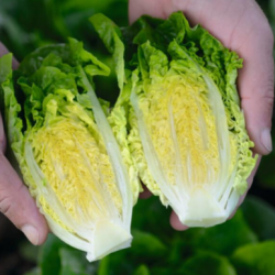 Sałata Cologne 5000 nasion Primed Pellets ST